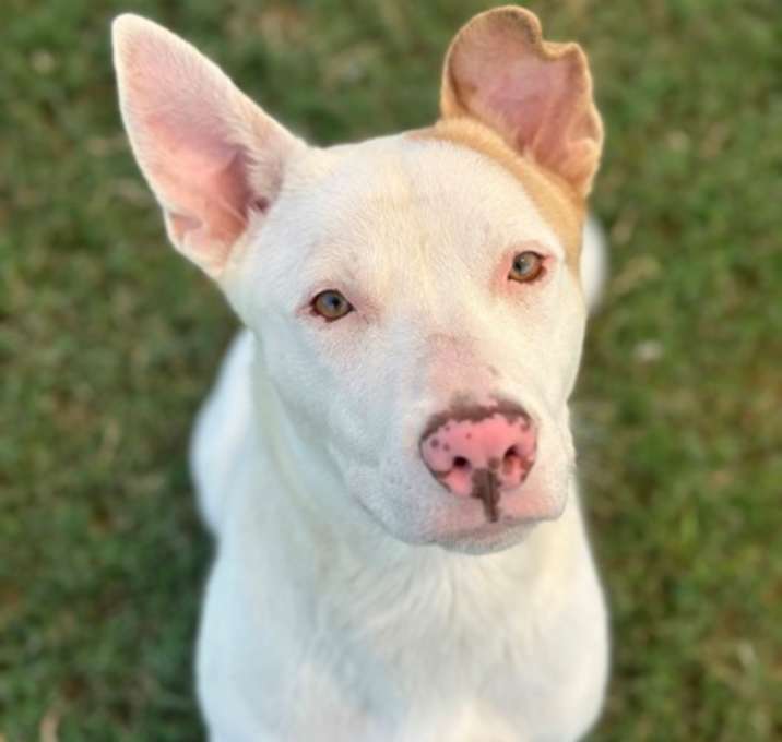Photo of Pinky