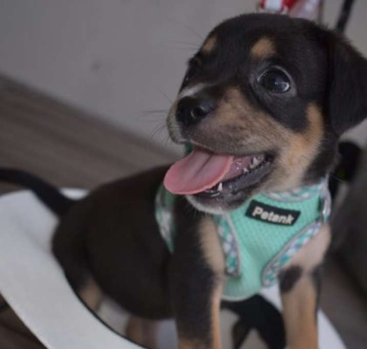 Photo of Coco