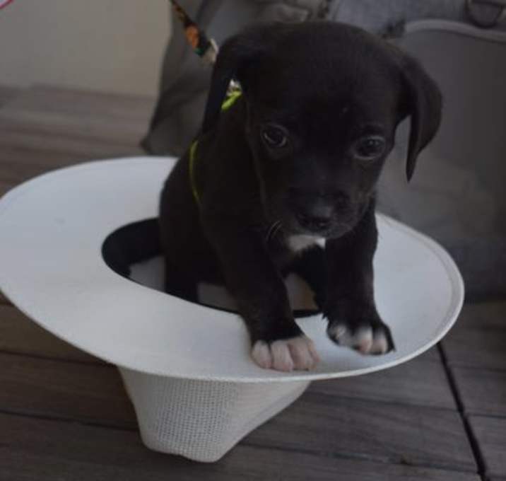 Photo of Star