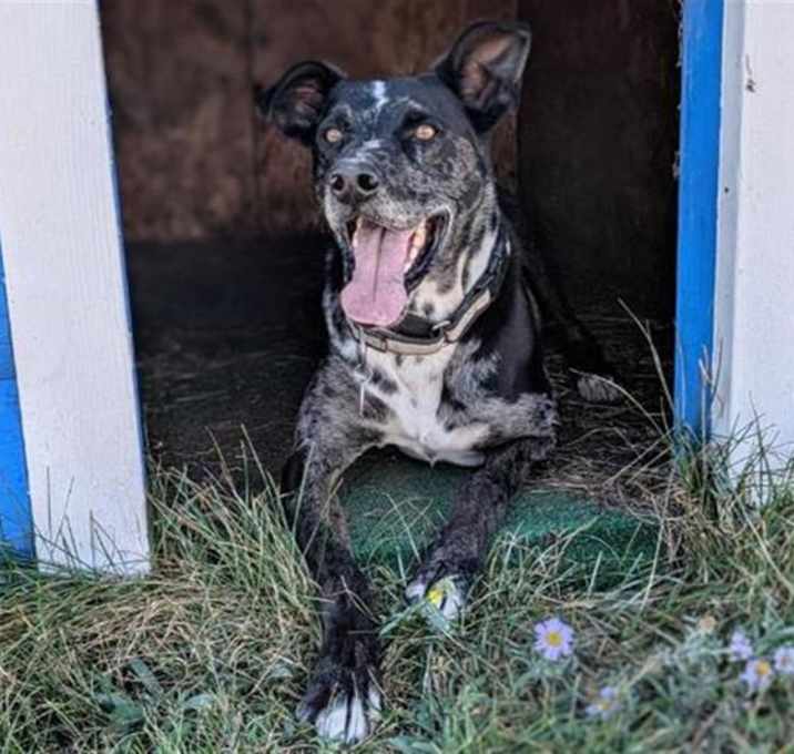 Photo of T-BONE