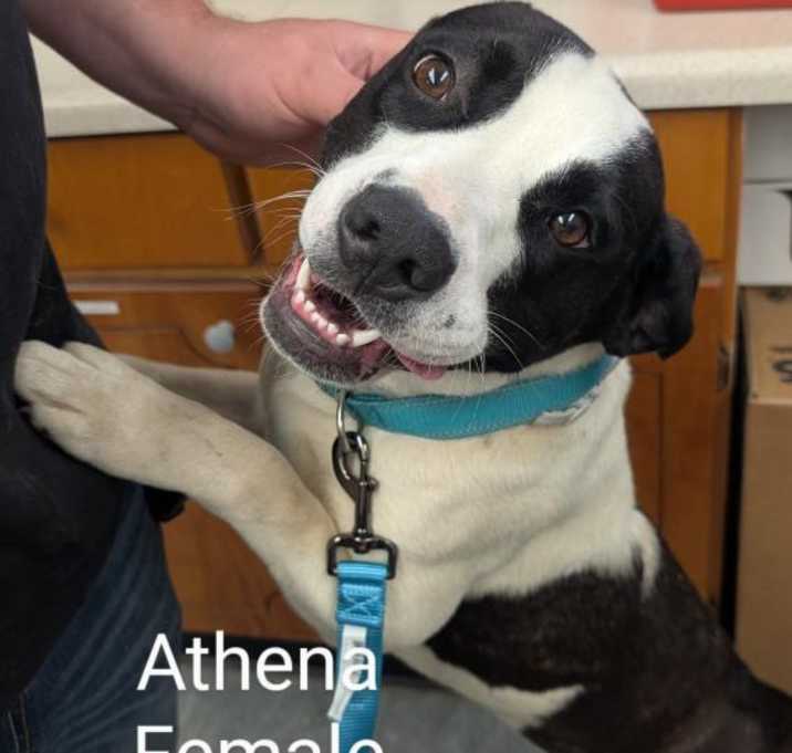 Photo of Athena