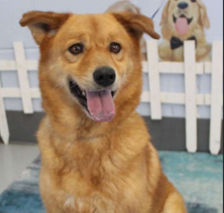 Photo of Everest URGENT OLDER GIRL!
