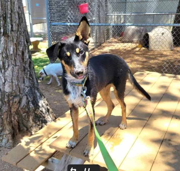 Photo of Bella
