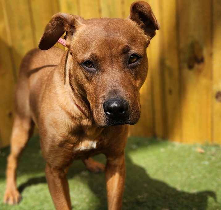 Photo of Scrappy Doo JuM