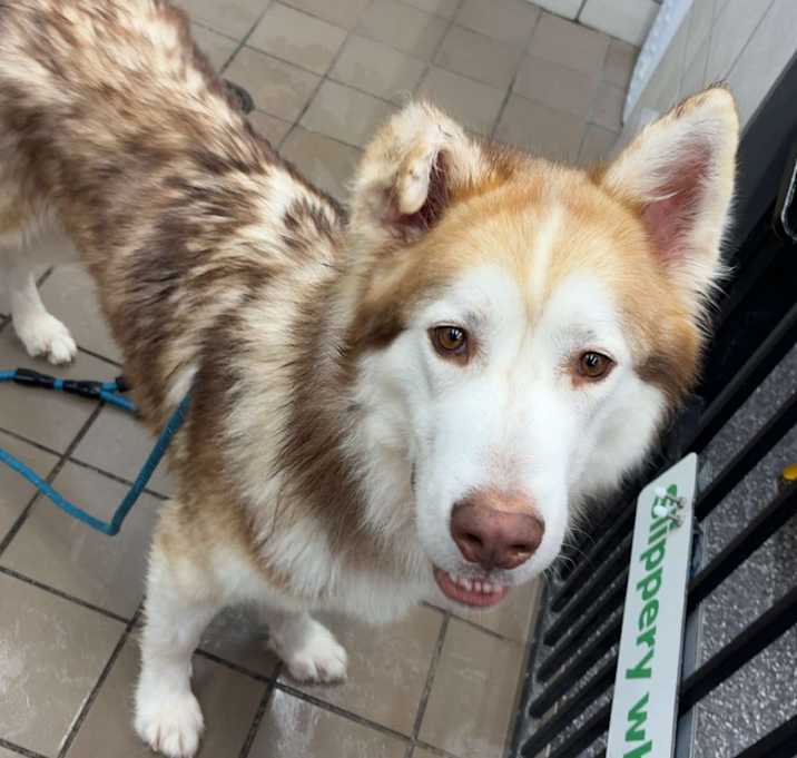 Photo of Yeti
