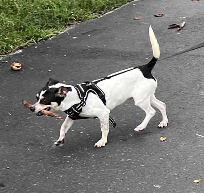 Photo of Pongo