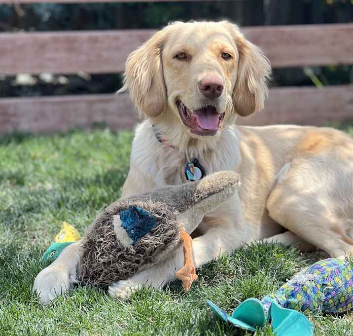 Photo of Rosie