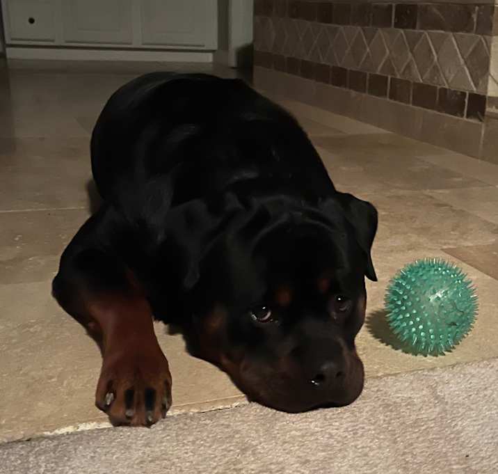 Photo of Gotti