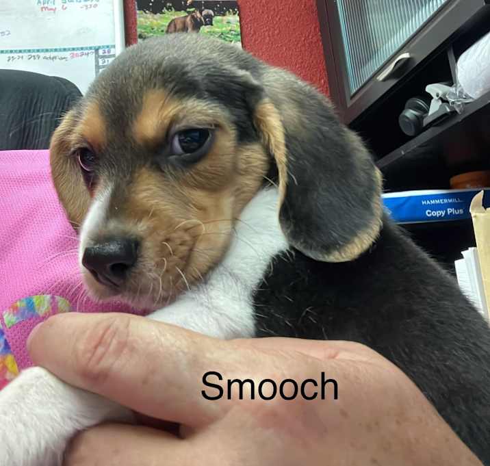 Photo of Smooches