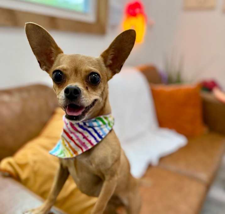 Photo of Little Apple