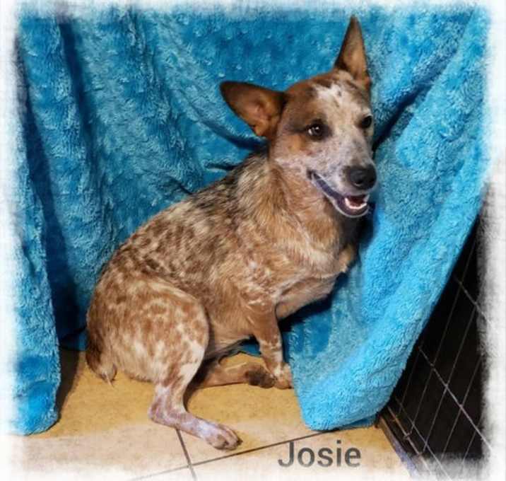 Photo of Josie