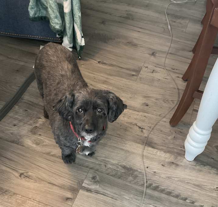 Photo of Harley
