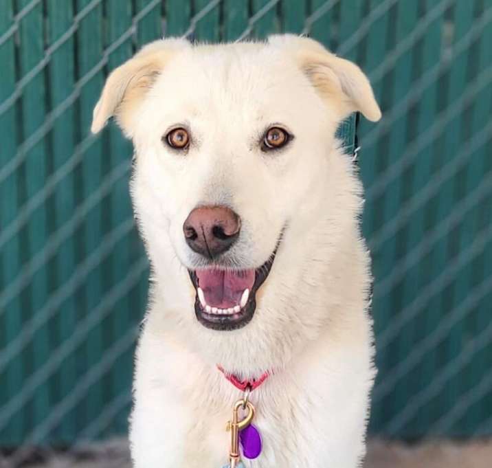 Photo of Bailey