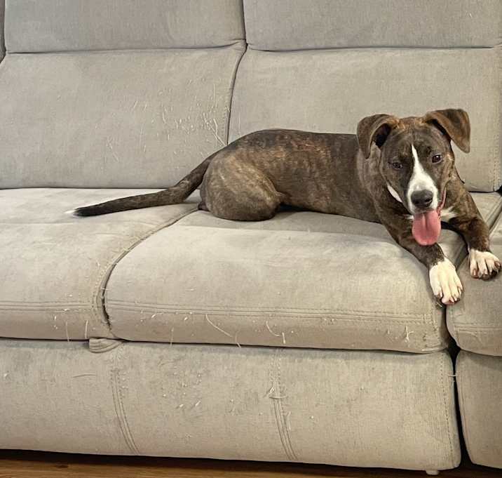 Photo of Nova