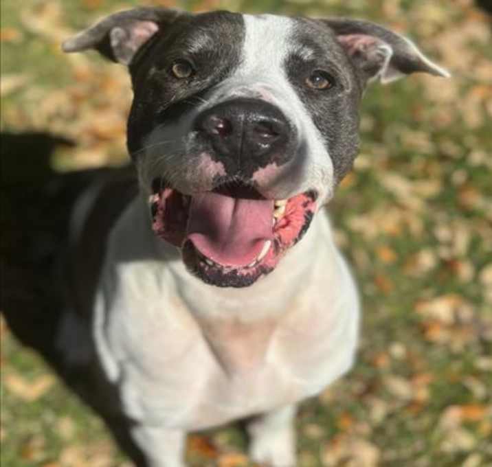 Photo of ODIN