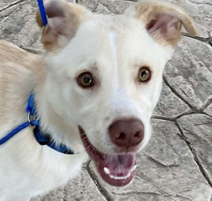 Photo of Beignet