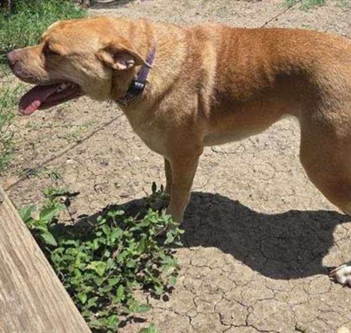 Photo of LITTLE RED