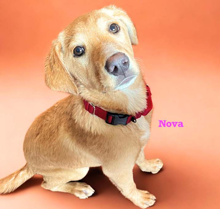 Photo of Nova