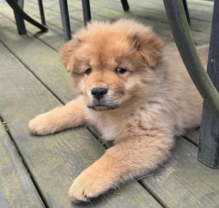 Photo of Rocco (Java)