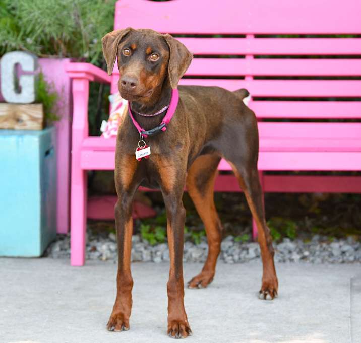 Photo of Cinnamon