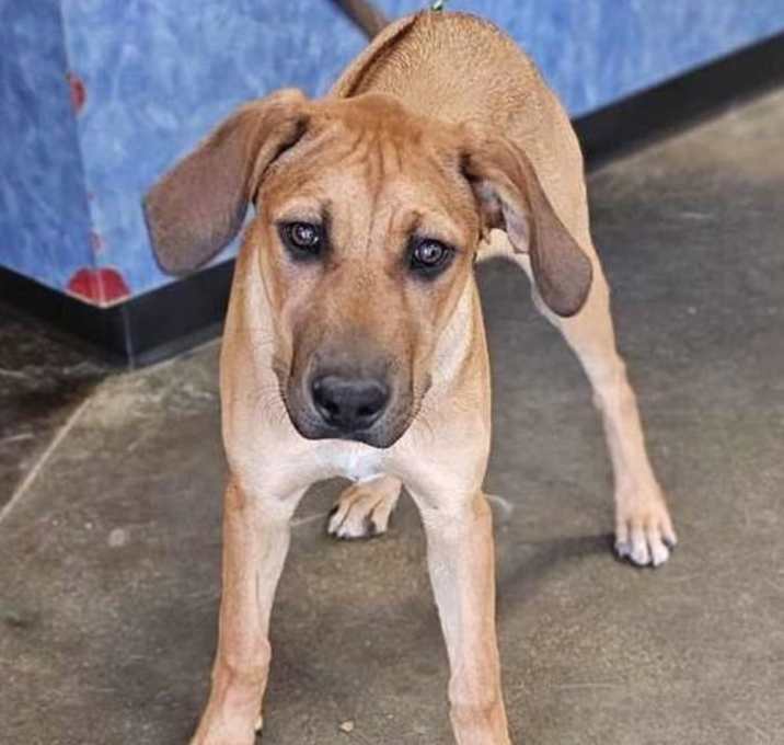 Photo of Found stray: Violet