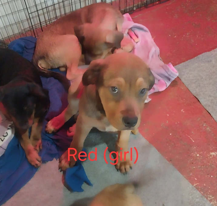 Photo of Puppies