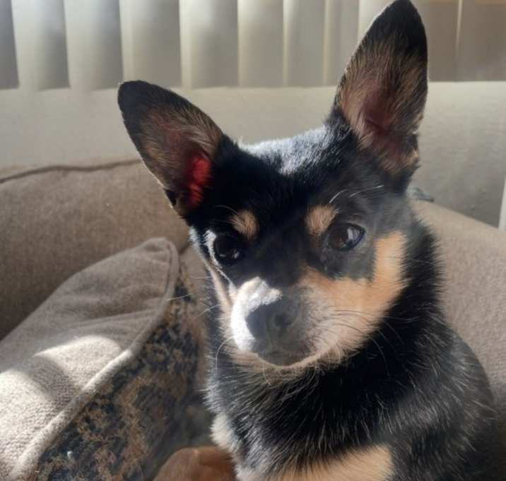 Photo of Max