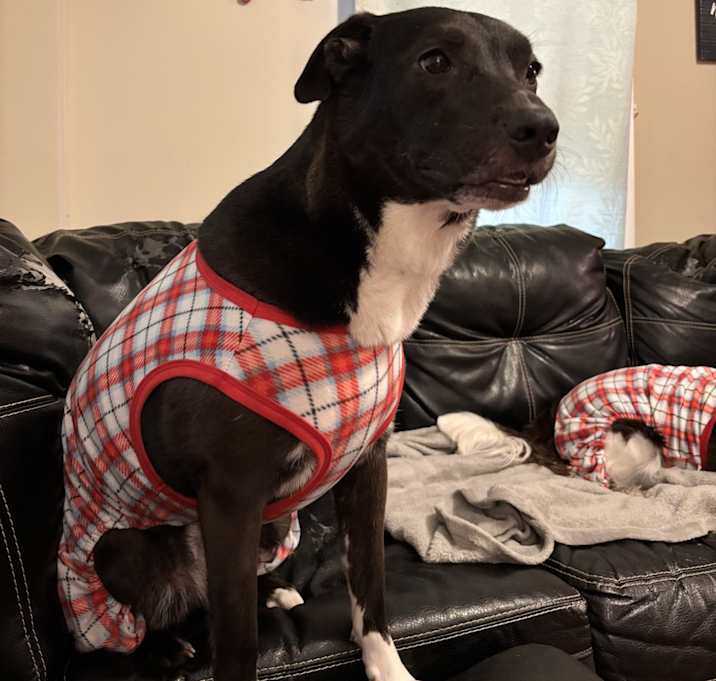 Photo of Piper