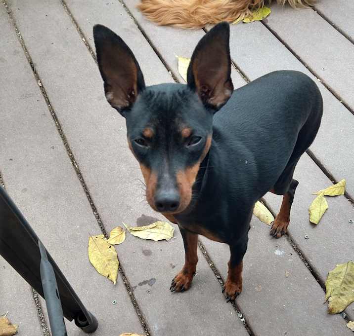 Photo of Dart