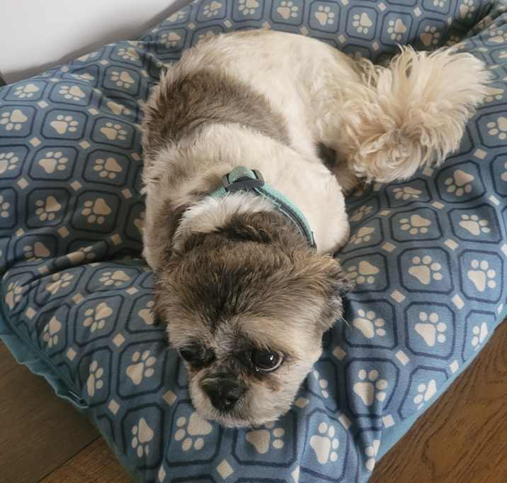 Photo of Gus