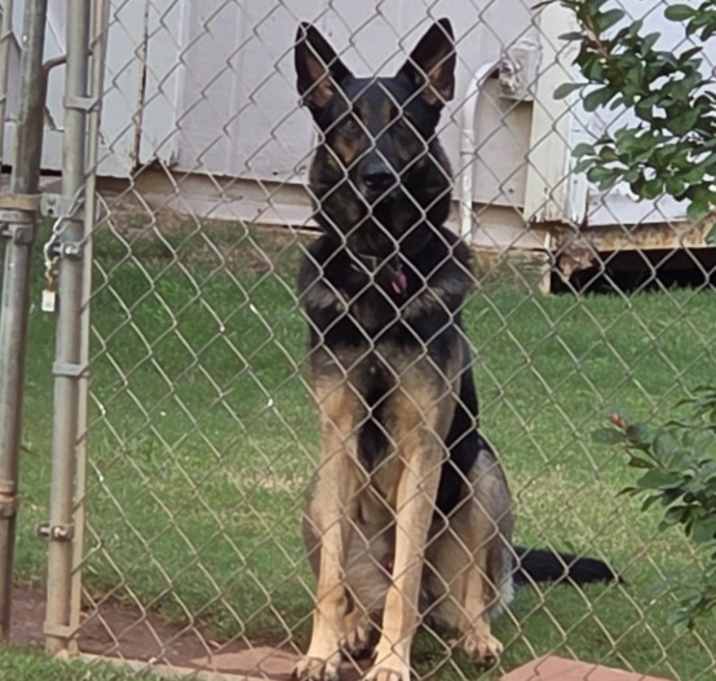 Photo of Loki