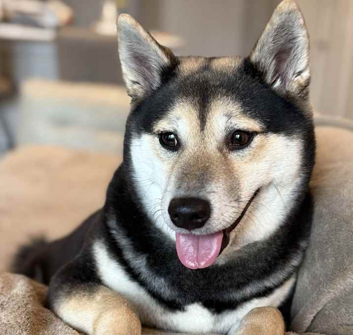Photo of Azuki