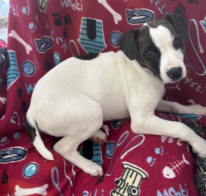 Photo of Spotty