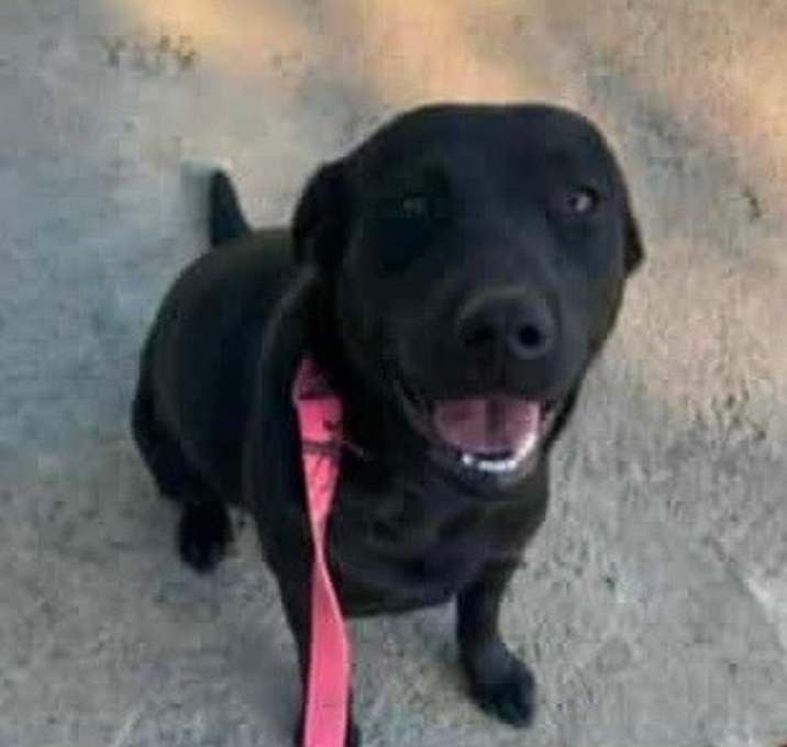 Photo of Willow