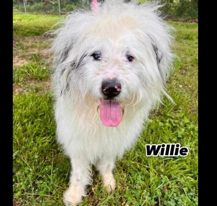 Photo of Willie