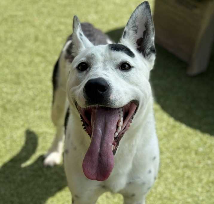 Photo of Hondo