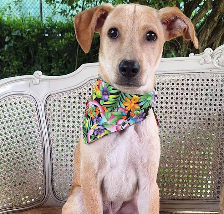 Photo of Banjo