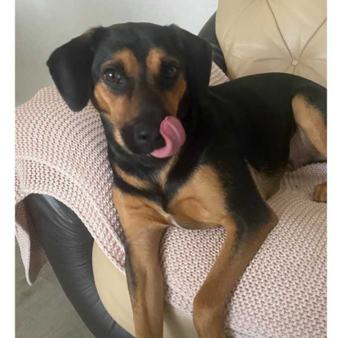 Photo of Strider