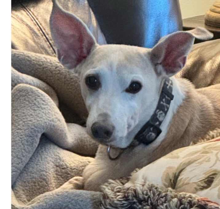 Photo of Rex