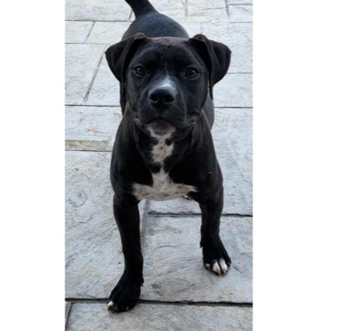 Photo of Zena aka Ward pup 1