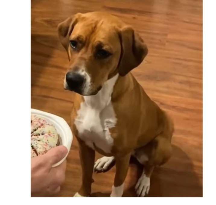 Photo of Ruby (HW POS 2025)