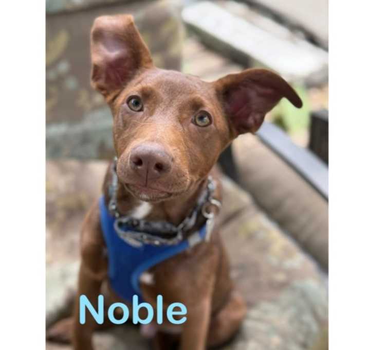 Photo of Noble Litter 26