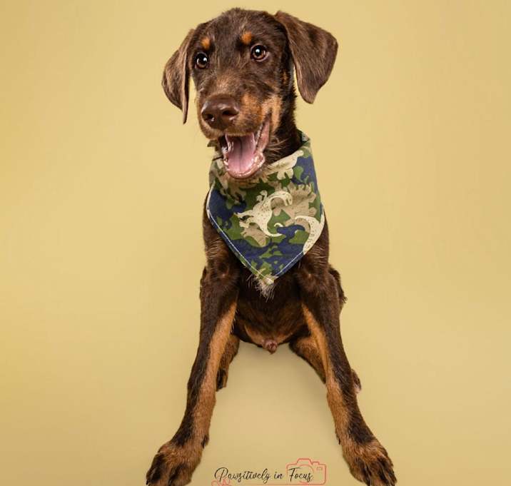 Photo of Rusty
