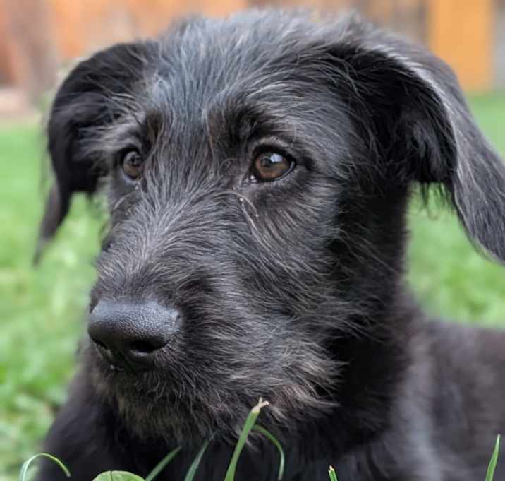 Photo of Morel