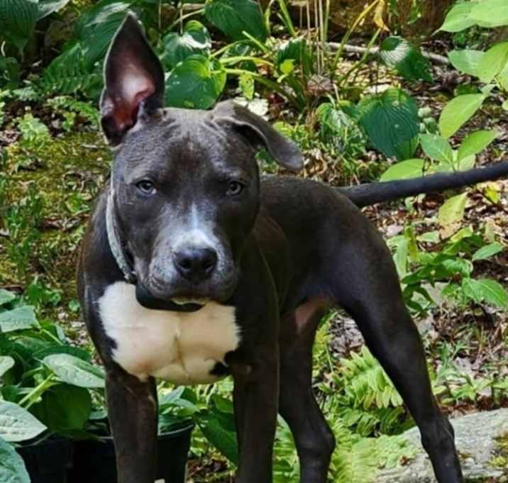 Photo of Sadie