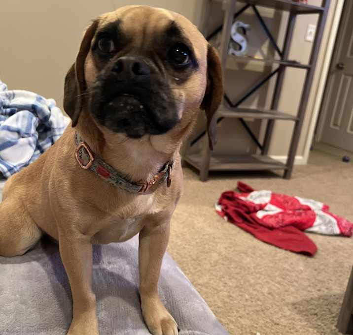Photo of Peanut