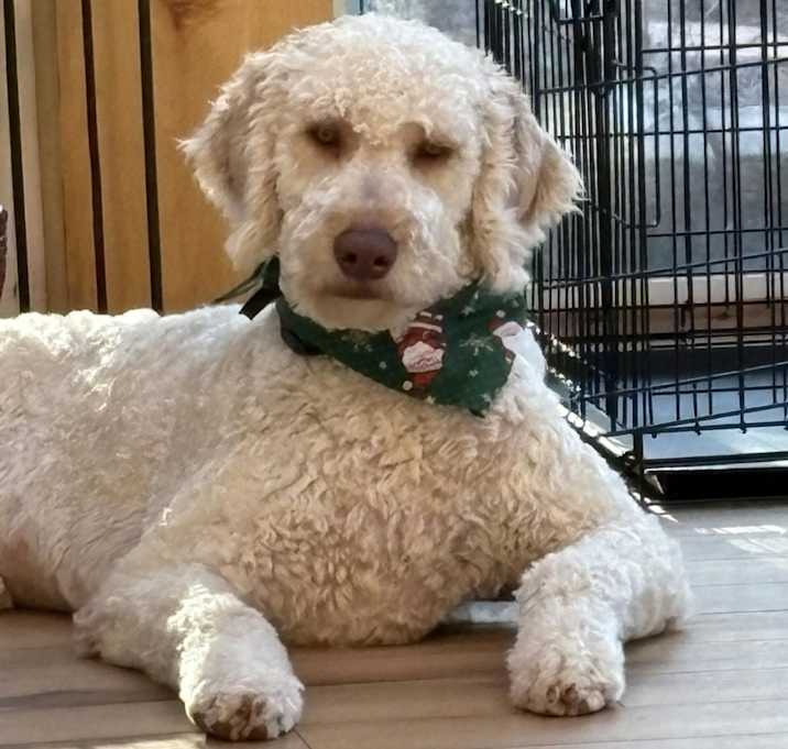 Photo of Milo