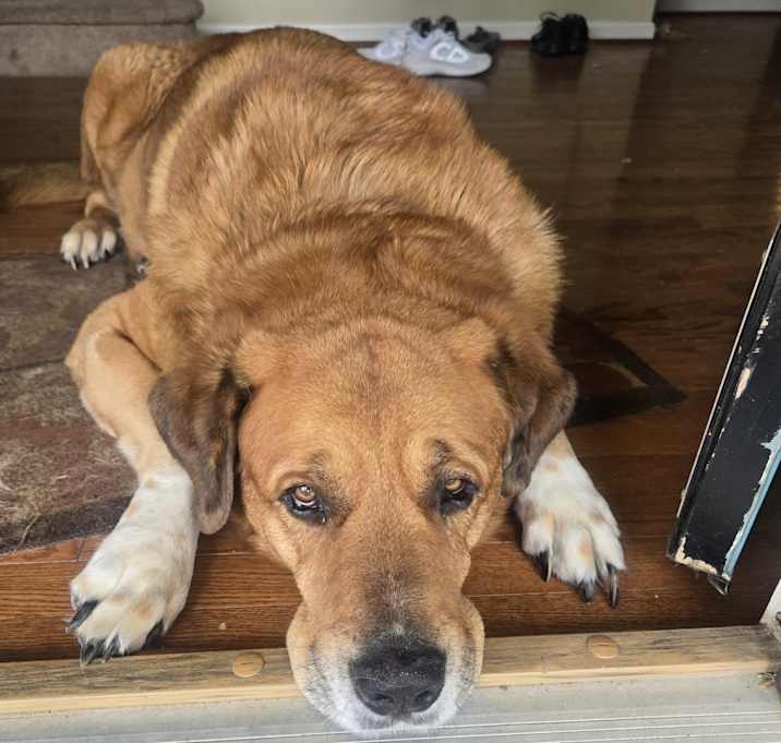 Photo of Sampson