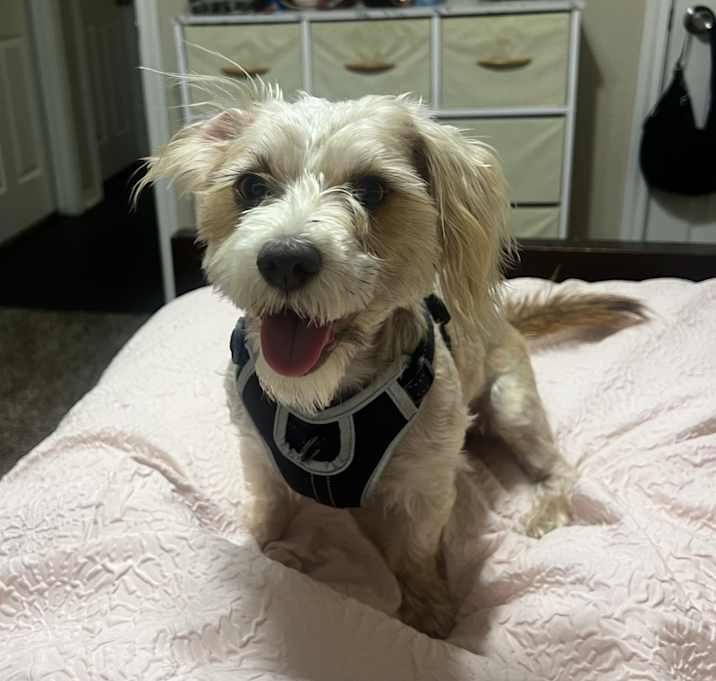 Photo of Rosco