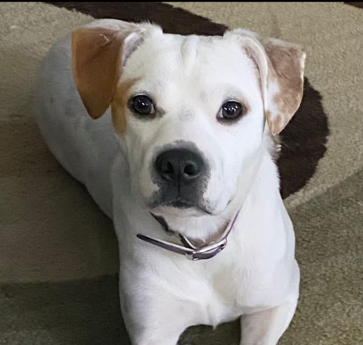 Photo of Zelda